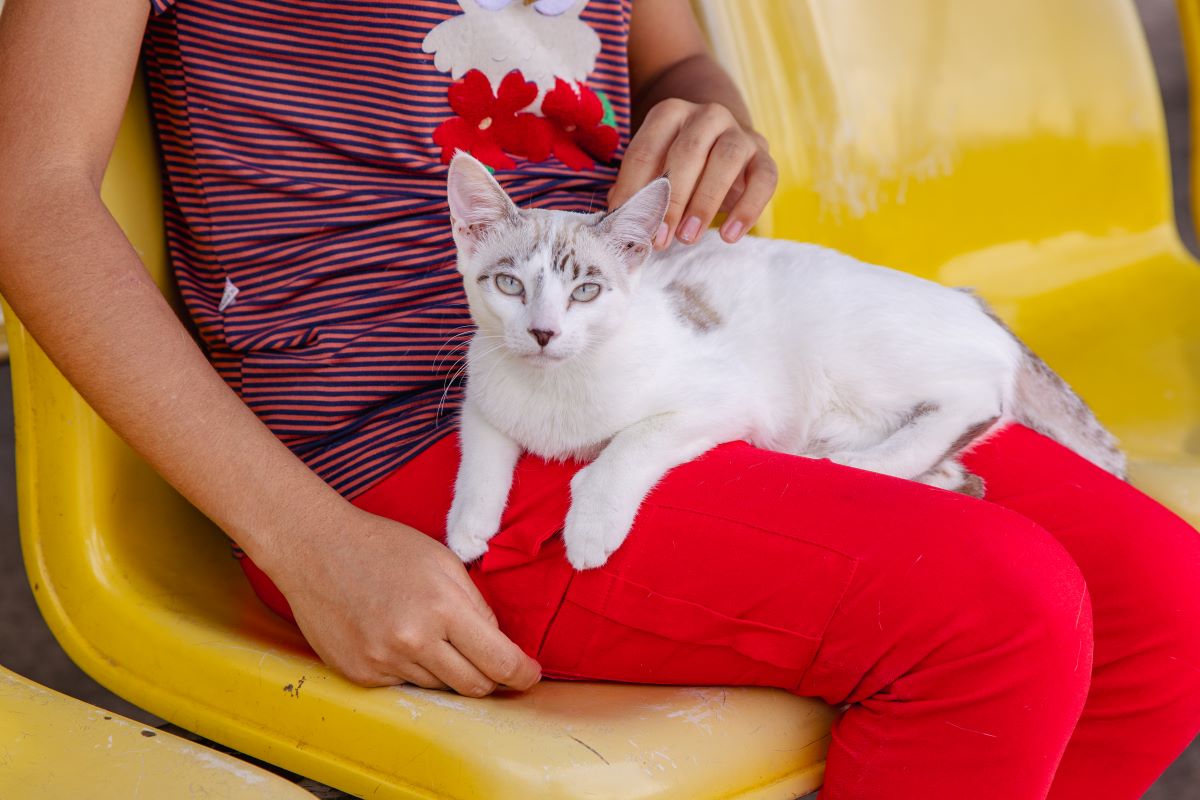 Prefeitura de Manaus promove castração de gatos e vacinação antirrábica no Jorge Teixeira