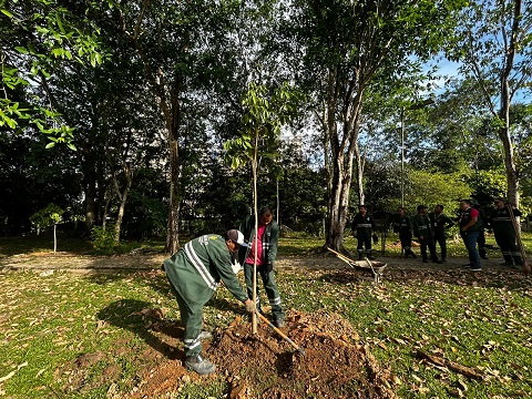 Prefeitura realiza remanejamento de mudas e árvores no parque Ponte dos Bilhares